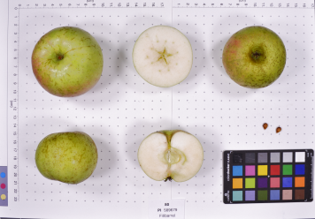 Click for 2 image(s) for this accession.